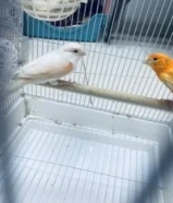 البيع لعدم التفرق