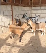 للبيع ماعز مكس
