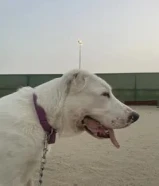 Your Loanللبيع نثيه اللباي