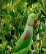 فروخ متوه نيبالي