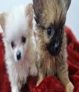 للبيع جراوة بوميريان