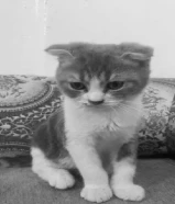 قط لتبني بدون مقابل