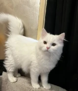 قطط شيرازي ذكور للبيع