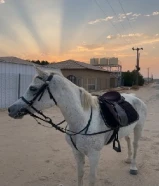 فرس مصريه بيور