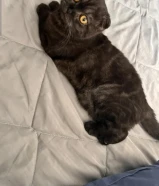 قطو سكوتش لتبني