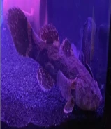 سمكه ولف فش