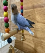 لوف بيرد ربوه يصلح حق الصغار والكبار نهاية عس تناديه يجيك مافيه عض نهائياً