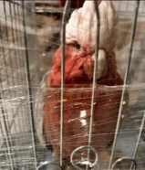 طير كوكاتو مفقود بالعدان