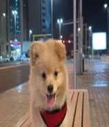 جرو بومرينيان