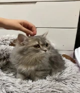 للبيع قطه أليف ولعوب ويحب الأطفال