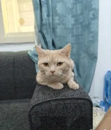Male cat 3 years old for Adoption with litter box and cat carrier for 10 kd only