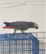 للبيع كاسكو يتكلم جمل جاي من السعوديه