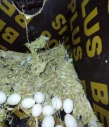 للبيع مجموعه طيور فشر بياضين بلكامل