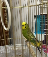 طير حب للبيع