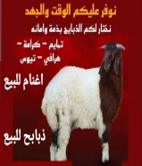 قصاب الكويت