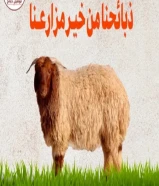 توصيل ذبايح