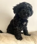 500 دينارPure toypoodle96052924