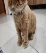 Persian cat for Free Adoption قط بيرشي