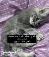 قطط صغيره للبيع