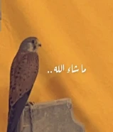 حميميج للبيع مدرب مع اغراضه الدس ولبرقع وسبوق