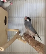 Breeding pairs gray