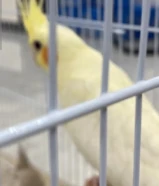 طيور كوكتيل نضيف جدا