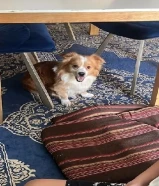 كلب مفقود بالمزارع