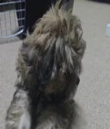 months old puppy import quality