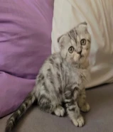 قط ذكر للبيع في المهبوله