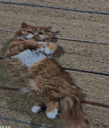 قط ذكر للتبني