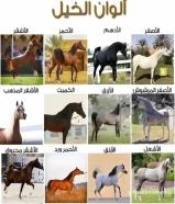 مطلوب فرس او حصان هادي بارد شرط السلم معسوف للمبتدئين و فيه نشاط ب 150 او 200 مع اغراضه و يفضل مصري