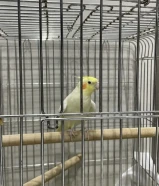 للبيع طيرً +قفص +اكله