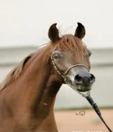 KWDفرس مصريه بيور دم فااااخر لاقح للبيع منتجه بسعر جدا مغري وجميله تبارك الله