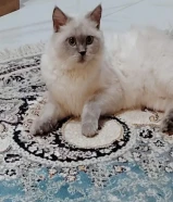 قطه للتبي طالبه تزاوج