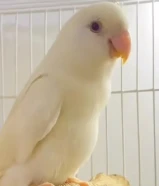 للبيع لوف بيرد البينو مواليد2024نفس الي بصوره انتاج الكويت