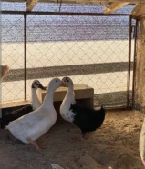 ثلاثة بط جوز ما فيهم شي واحد ذكر اثنين ثلاثة فرنسي