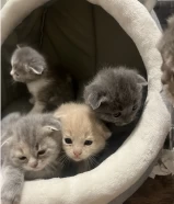 Scottish fold kittens