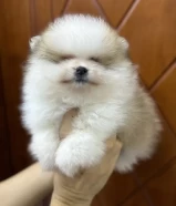 Male Pomeranian