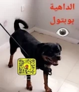 كلب روت ويلر