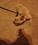 كلب لبيع لي ظروف السفر
