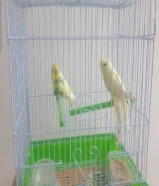 للبيع طيور