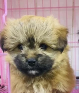 Sale & buy all pets