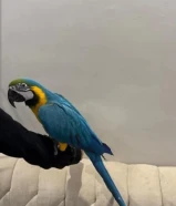 مكاو للبيع