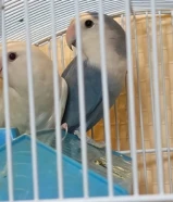 Love birds pair with one egg