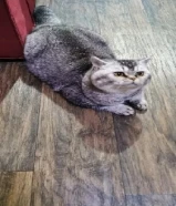 British Cat for adoption