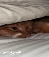 قط ذكر شيرازي 4 اشهر