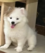Pomeranian mix canine dog