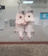 قصاب لذبح وتقصيص الذبائح امام باب بيتك