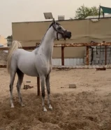 بولش فاخر للبيع