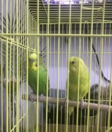 للبيع زوج طيور الجنة مع ذكر كوكتيل عمر سنة